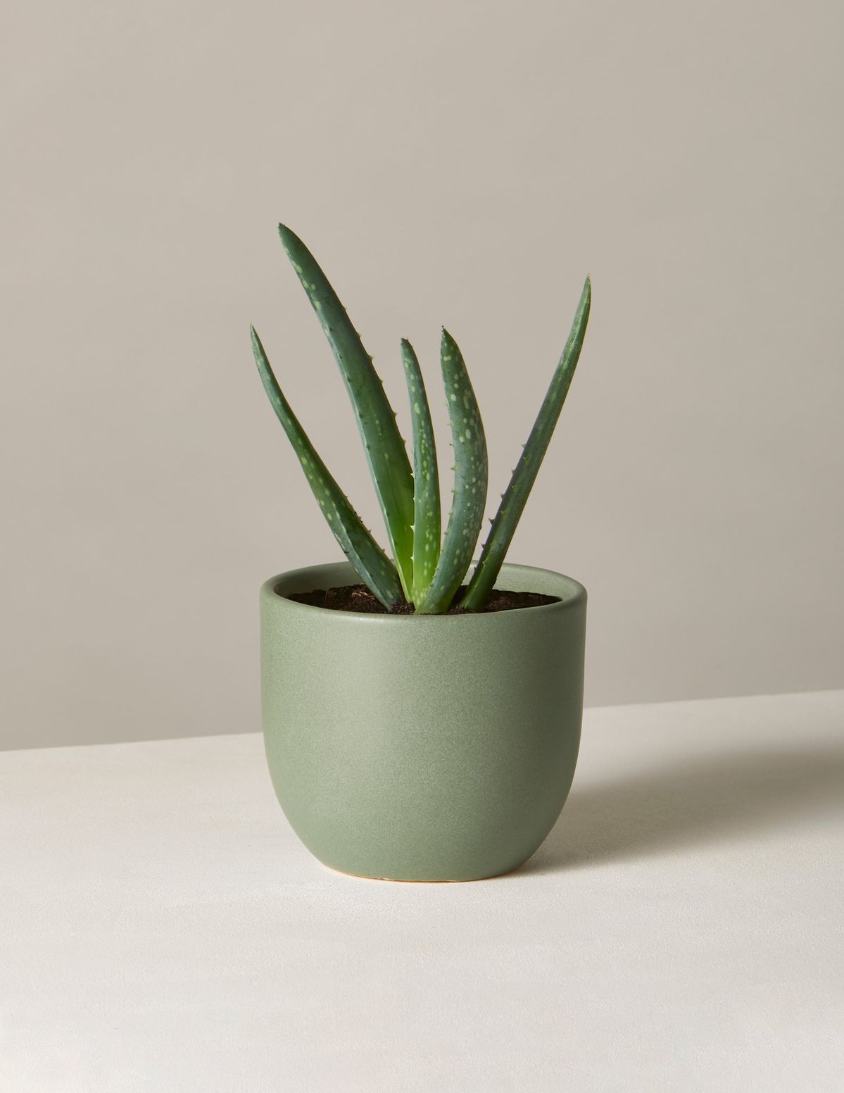 Aloe Vera Barbadensis