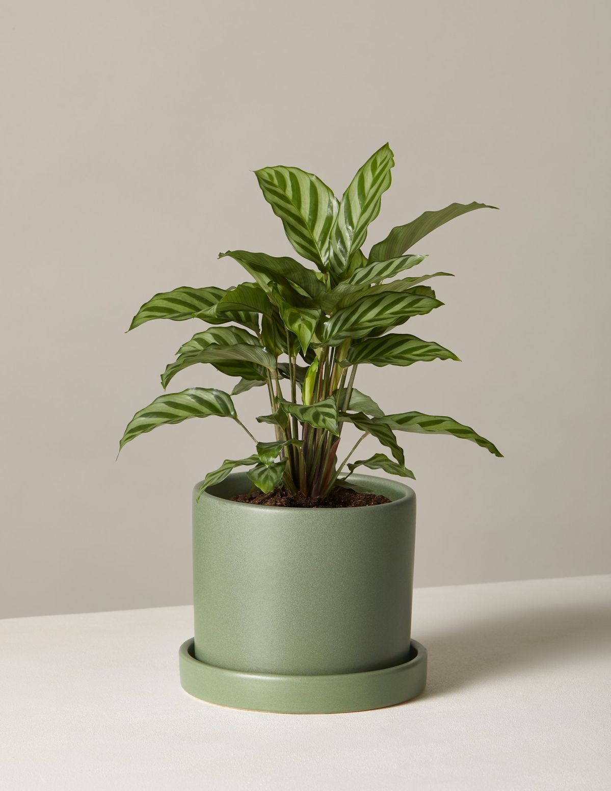Calathea Lancifolia