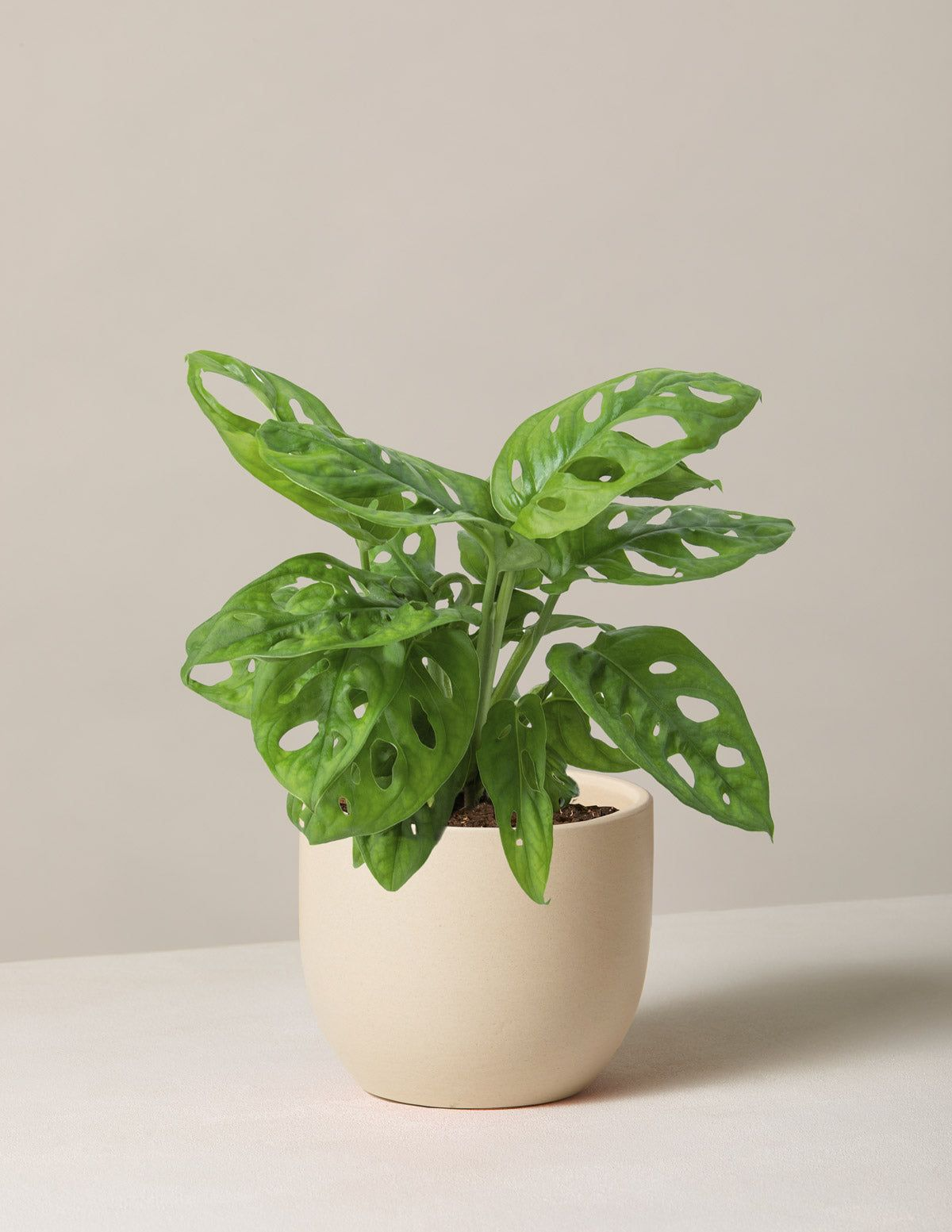 Monstera Adansonii