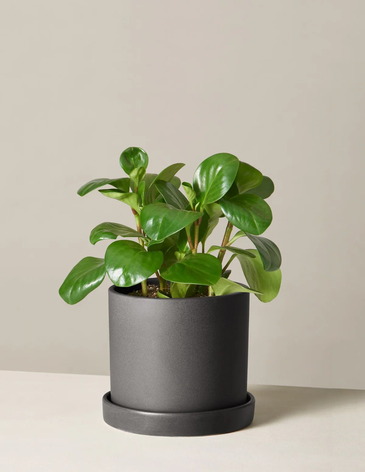 Peperomia Hope
