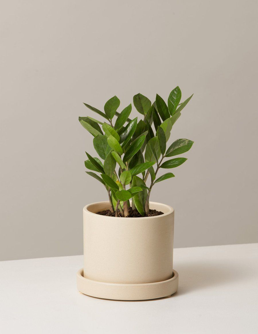 Emerald ZZ Plant